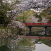 姫路城で観桜　その５