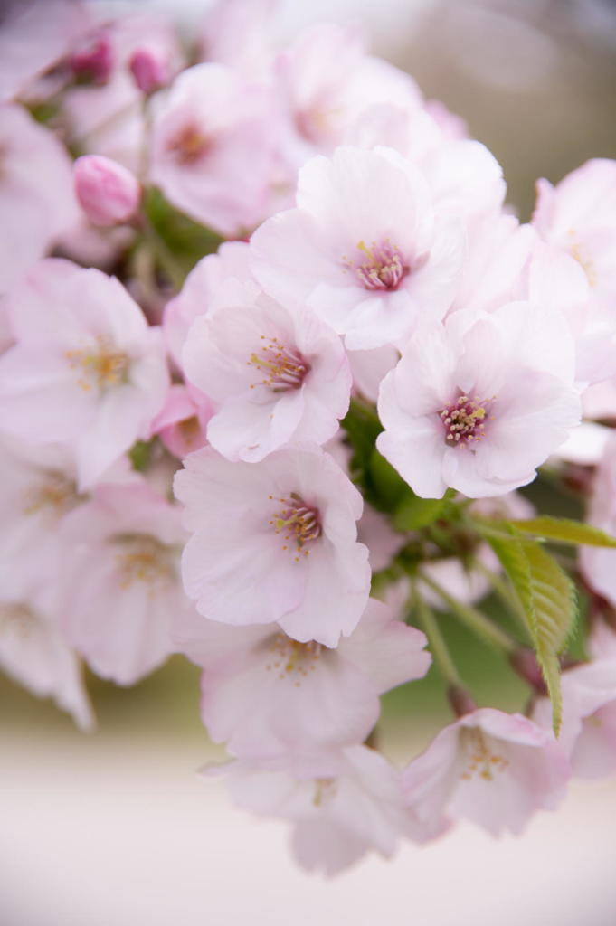 明石海峡公園　桜