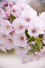 明石海峡公園　桜