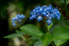 神戸森林植物園　紫陽花　その１