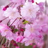 寒緋桜