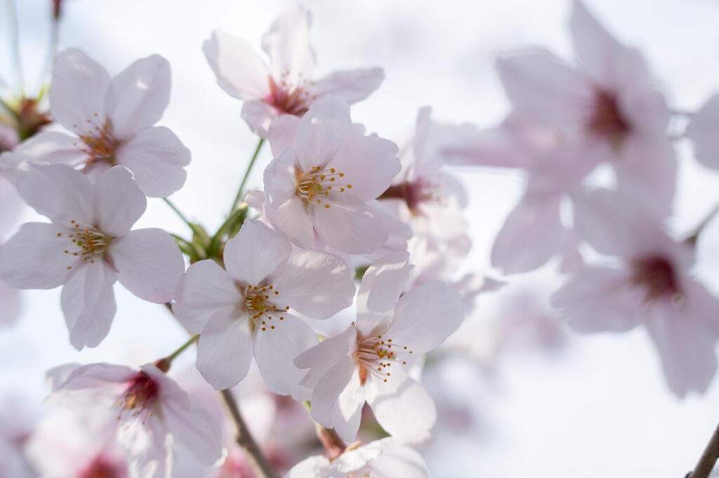 桜と語る　ー 春爛漫 ー