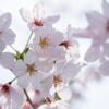 桜と語る　ー 春爛漫 ー