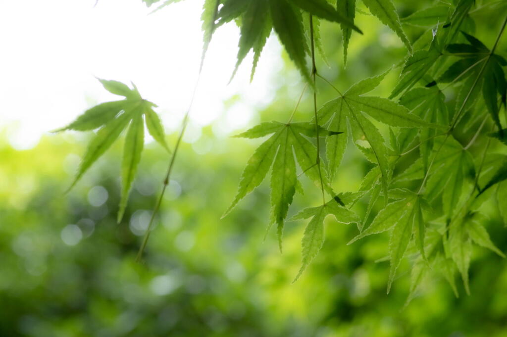 神戸市立森林植物園　水無瀬の光り　その２