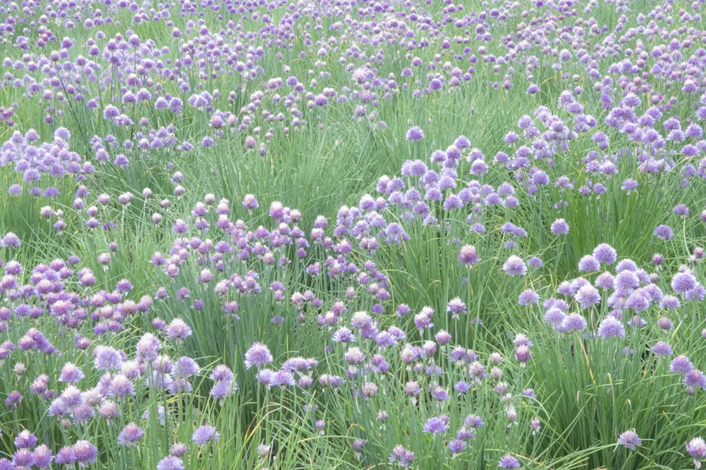 2018 富良野 富田ファーム