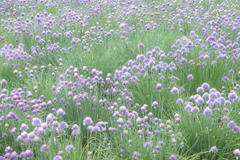 2018 富良野 富田ファーム