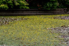 神戸市立森林植物園　長谷池　アサザの花畑
