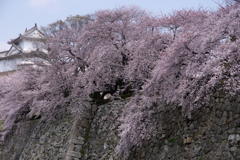 堀にしだれかかる桜花