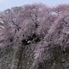 堀にしだれかかる桜花