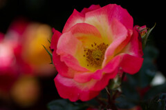 １ヶ月版　５月　淡麗に咲き誇る春薔薇