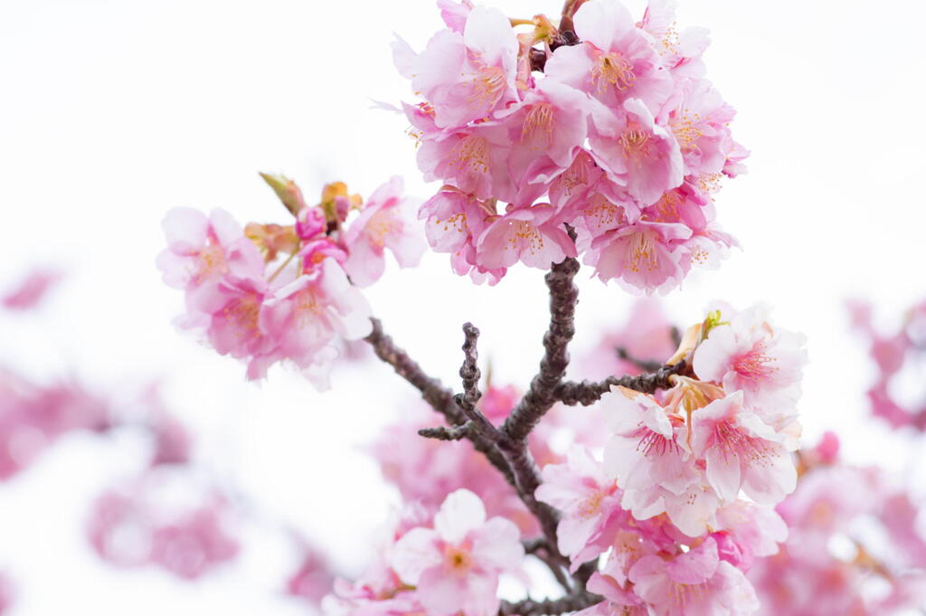 明石海峡公園　河津桜　その１