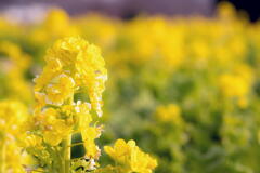 フラワーセンター　菜の花