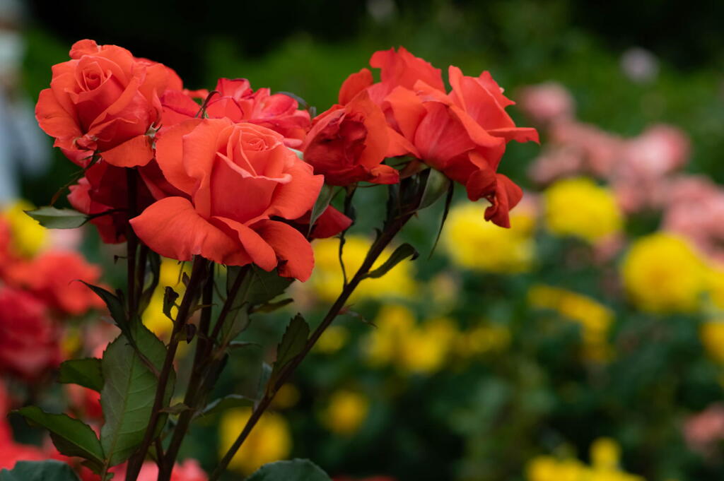 須磨離宮公園　春薔薇の宴　その９