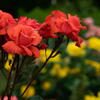 須磨離宮公園　春薔薇の宴　その９