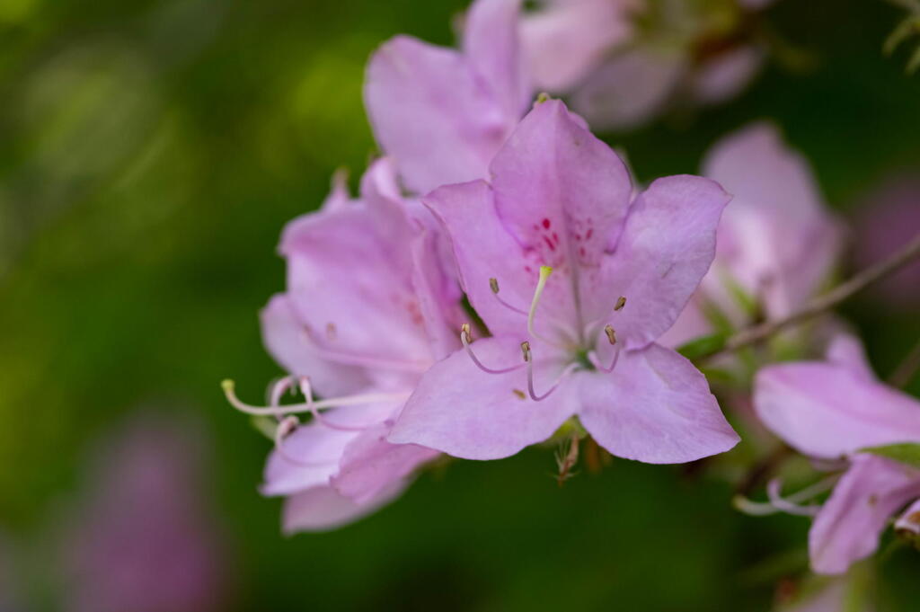 神戸市立森林植物園　シャクナゲ　その３