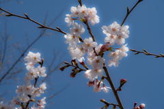 姫路城の桜