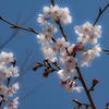 姫路城の桜