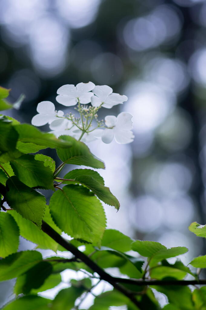 神戸市立森林植物園　ノリウツギ