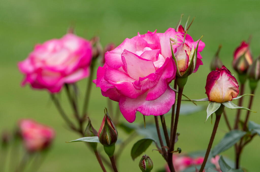 須磨離宮公園　春薔薇の宴　その６