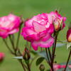 須磨離宮公園　春薔薇の宴　その６