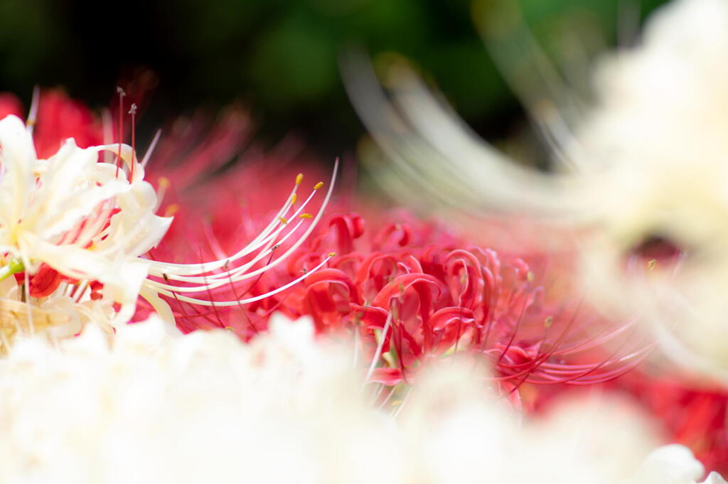 彼岸花　紅白の寄せ植え