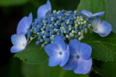 紫陽花　その２