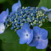 紫陽花　その２