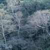 知床の森