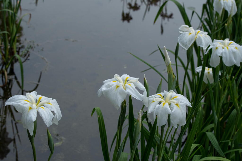 須磨離宮公園　水辺の花菖蒲　その３
