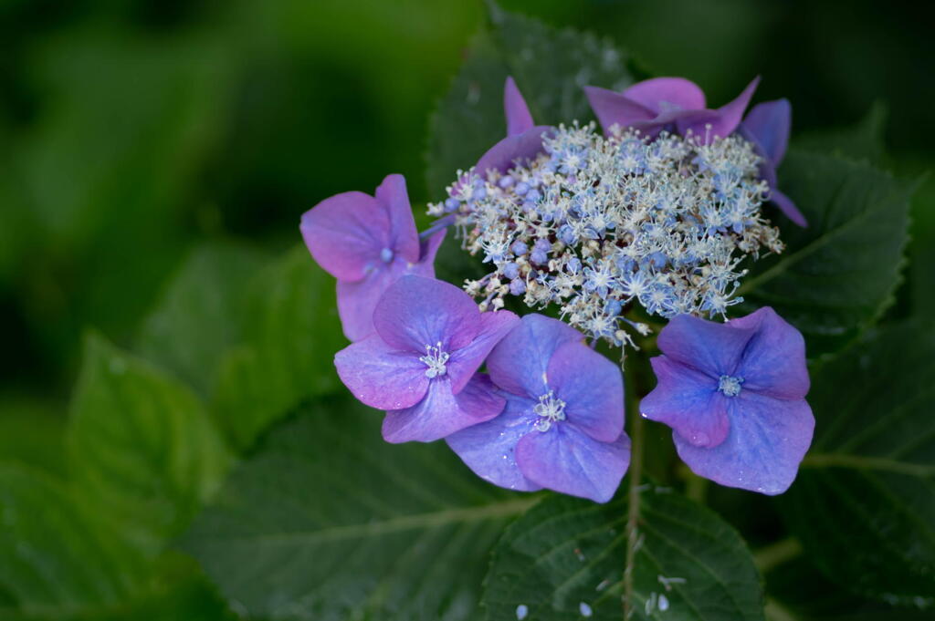 神戸市立森林植物園　紫陽花の名残り　その１