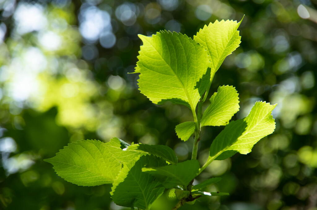 神戸森林植物園　輝け緑！　その１