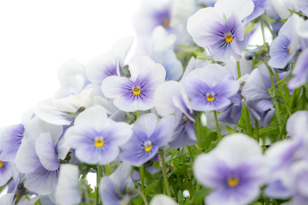 ２月　薄紫の菫(すみれ)