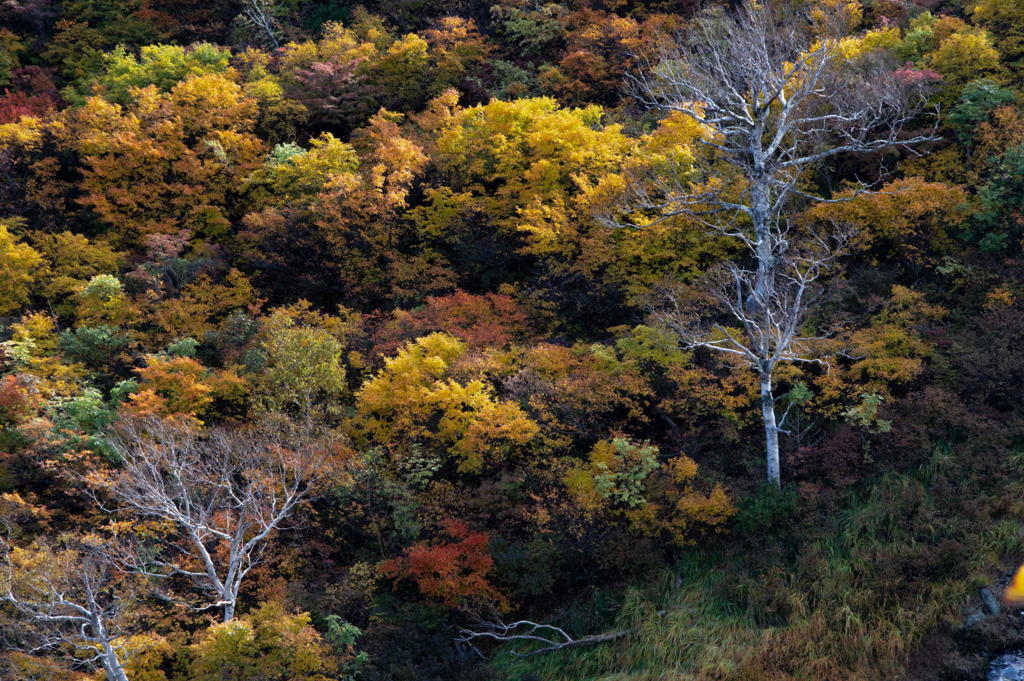 2018 東北の紅葉 栗駒山
