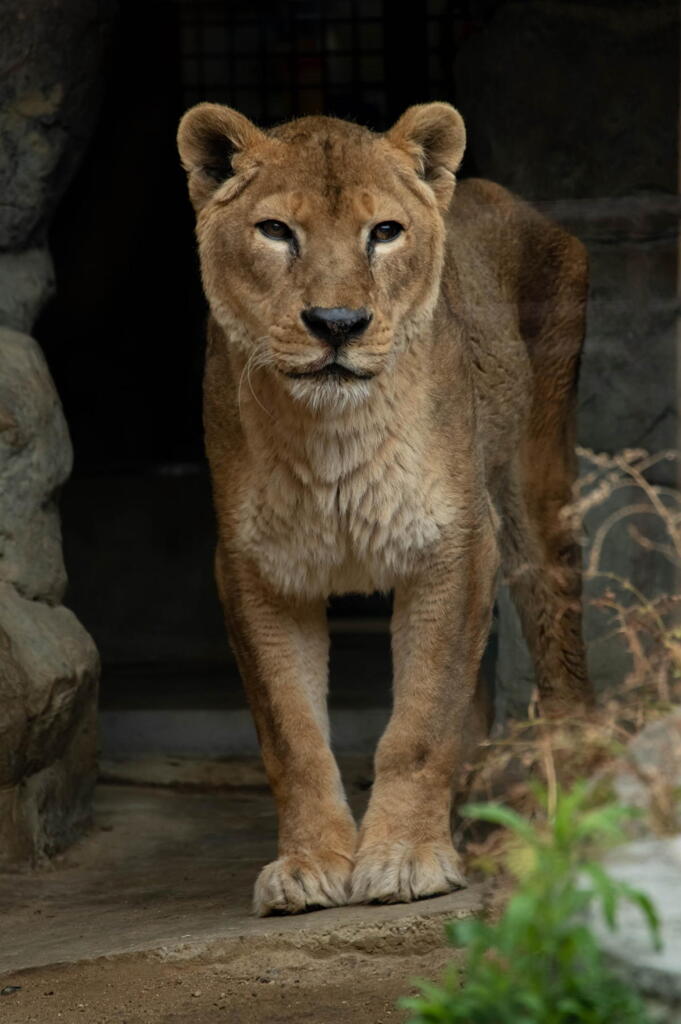 1951年 王子動物園 開園記念 ノベルティ おがくず人形 ライオン 東京動物園協会 ぬいぐるみ ライオン おがくず人形 上野動物園
