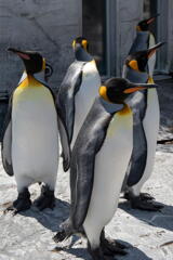 ペンギン三態　その１　シークレットサービス