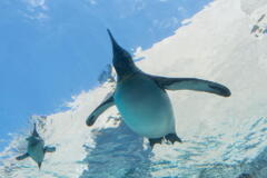 旭山動物園　飛ぶペンギン　その８