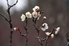 神戸市立森林植物園　梅の残り花　その２