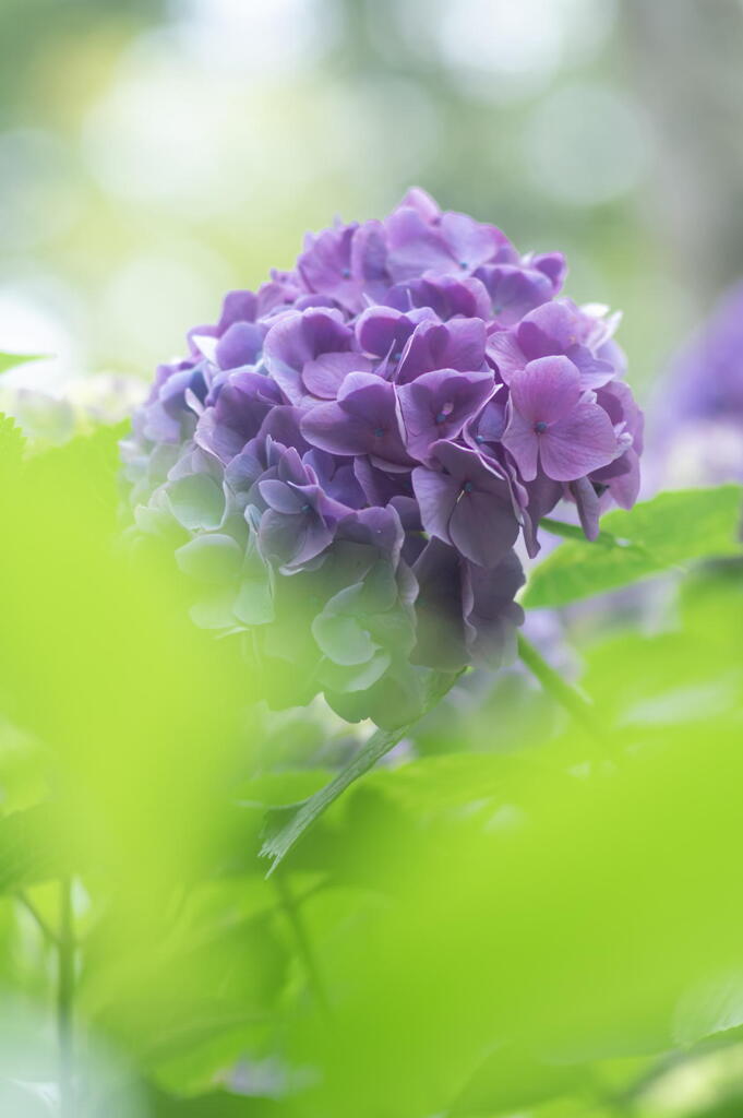 神戸市立森林植物園　光り注ぐ　その２