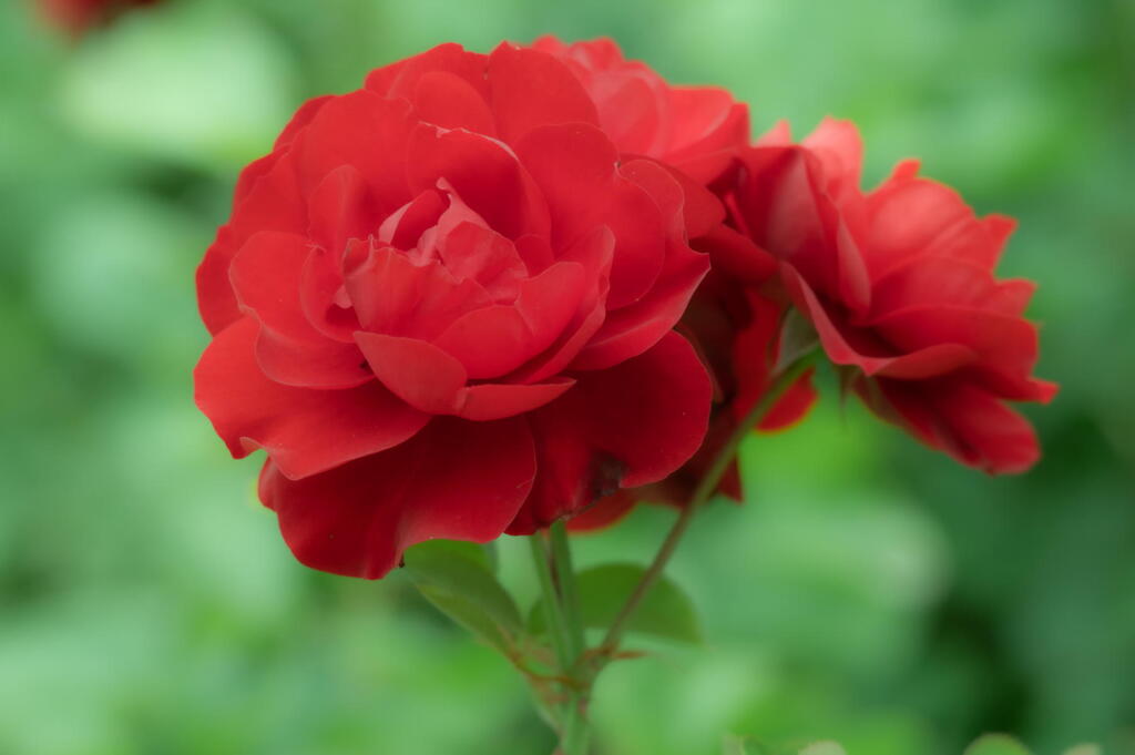 離宮公園　真っ赤な薔薇