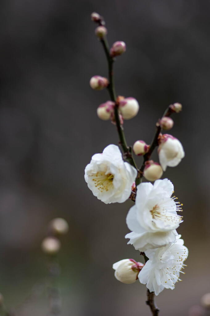 離宮公園　白梅　その３
