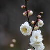 離宮公園　白梅　その３