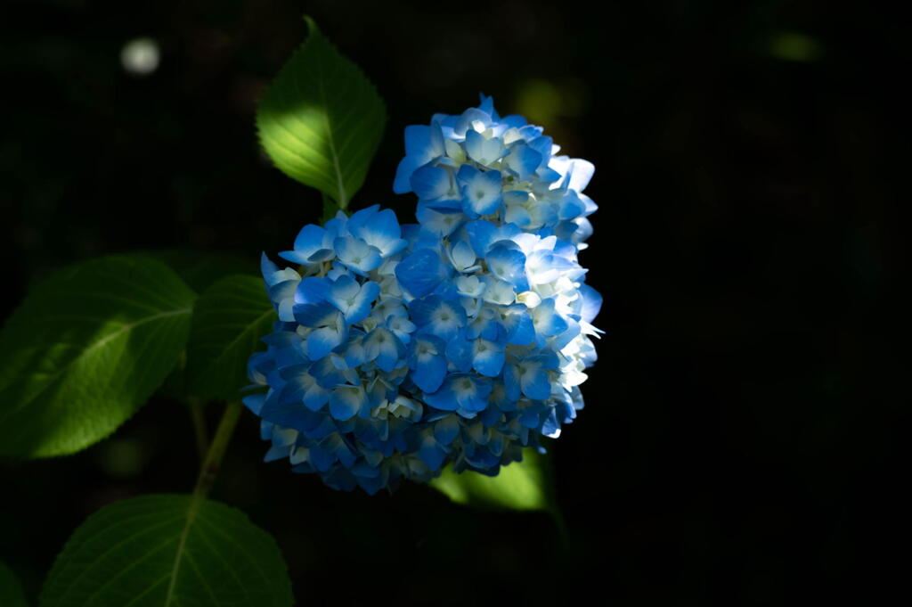 須磨離宮公園　紫陽花のハート