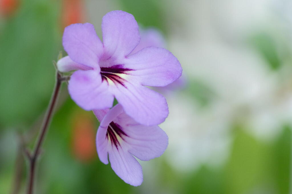 小さな蘭の花　温室は寒さ知らず