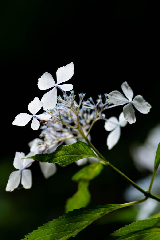 神戸市立森林植物園　紫陽花の名残り　その６