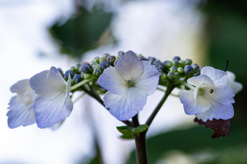 神戸市立森林植物園　紫陽花　その２