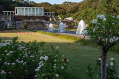 2018 秋薔薇フェス 離宮公園