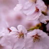 神戸　妙法寺川　桜花爛漫　その４