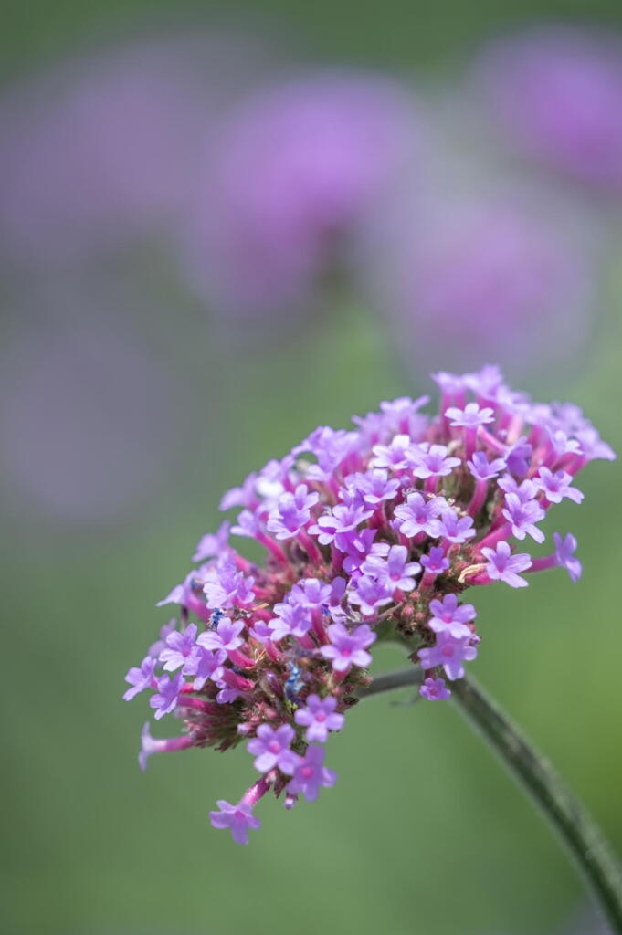 あわじ花さじき　三尺バーベナ　その３