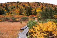 2018 東北の紅葉 八甲田山