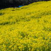 菜の花畑